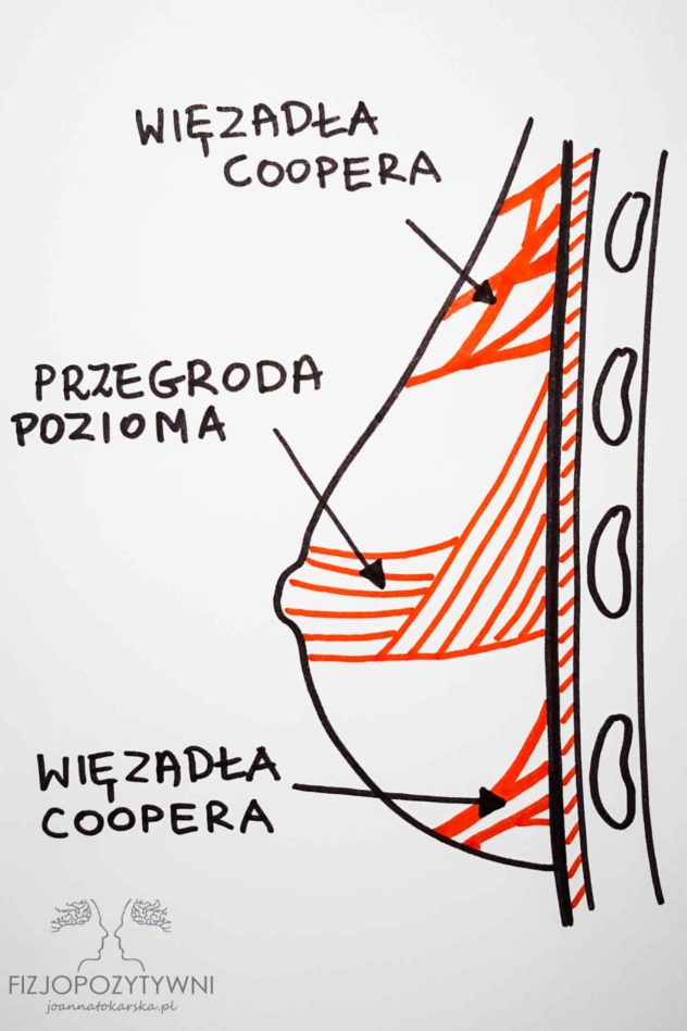 Czy plecy mogą boleć od piersi? Budowa piersi. Pierś podtrzymywana jest przez aparat więzadłowy składający się z drobnych więzadeł Coopera, oraz z dużej przegrody poziomej podtrzymywanej po bokach przez duże więzadła. Struktury te przyczepiają się do powięzi piersiowej pokrywającej mięsień piersiowy większy.